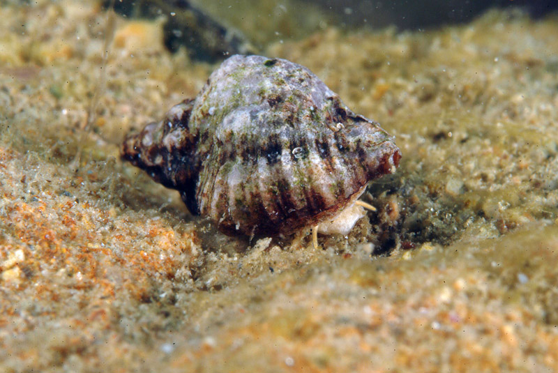 Ocinebrina edwarsi